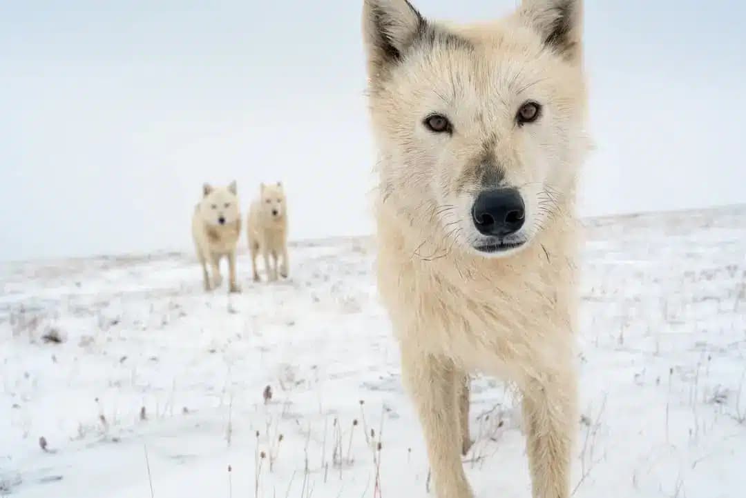 DisneyNature's "Wolf" Brings an Arctic Adventure to Disney+