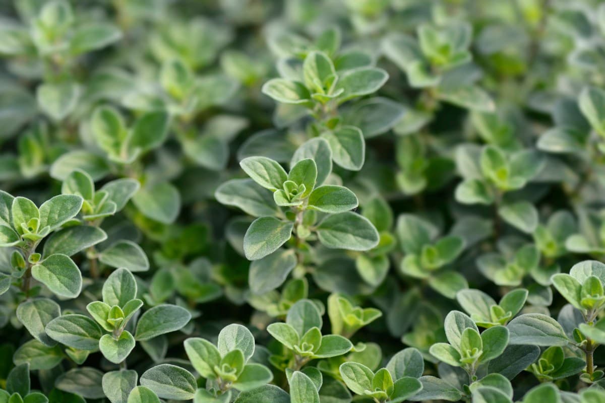 Home herbal preparation and growing guidance expands