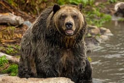Grizzly Bear Attacks School Group