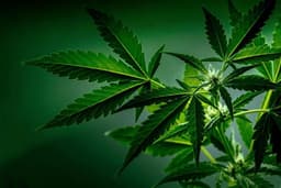 Congress Recriminalizes THC, CBD Products