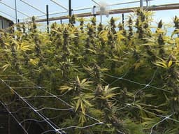 Hemp Industry Battles New Regulations