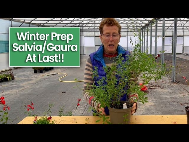 Finally Winter Prepping Gaura & Salvia! Its Been A Late Season...